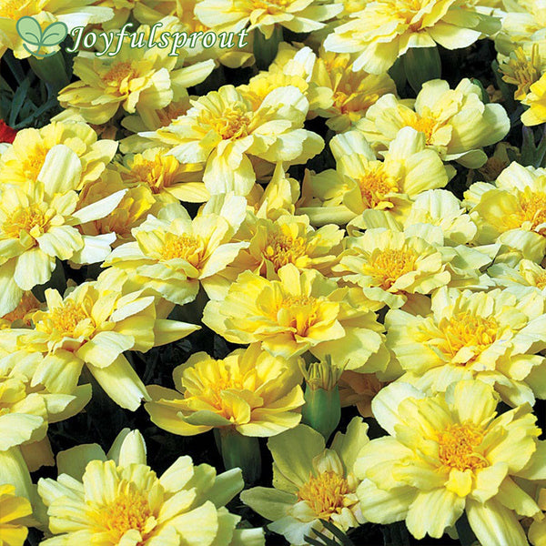 Alumia Vanilla Cream Marigold Seeds