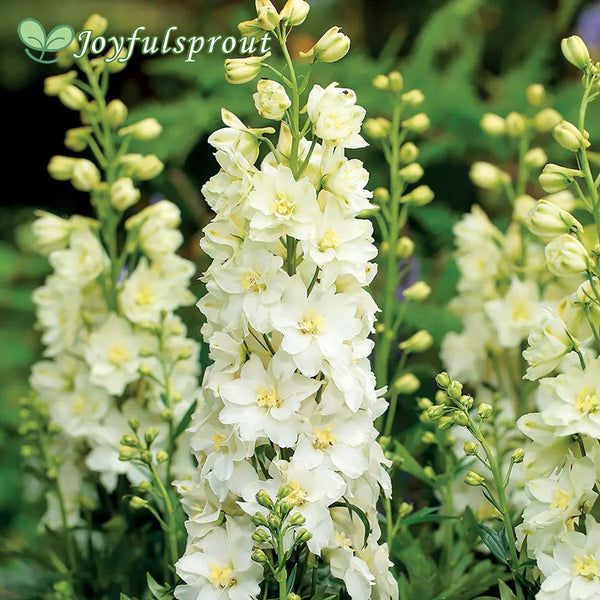 Delphinium Delgenius Neva Larkspur Seeds