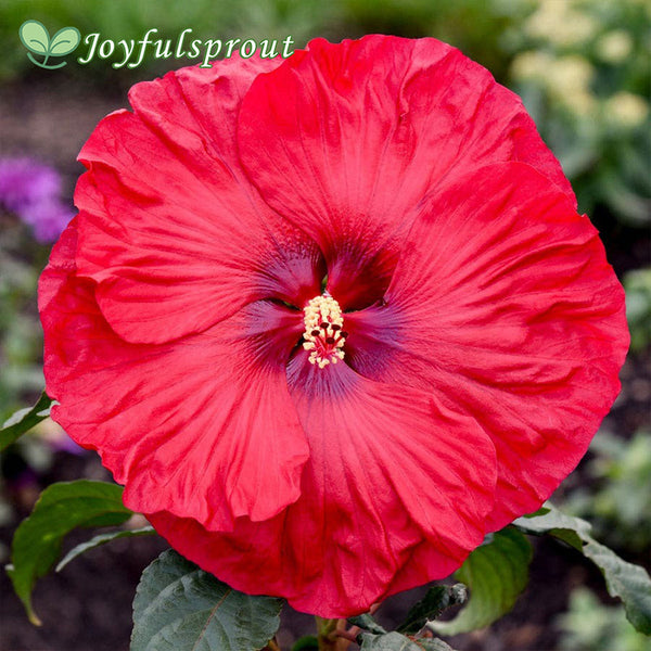 Hibiscus Summerific 'Valentine's Crush' Rose Mallow