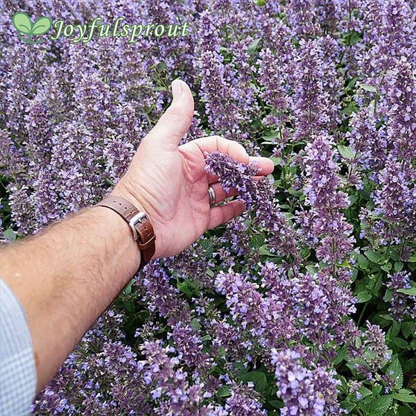 Nepeta Whispurr Blue Seeds