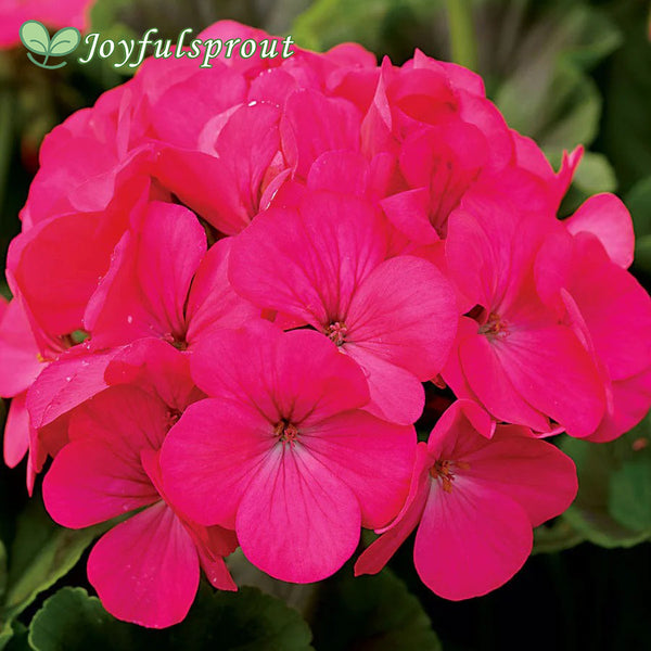 Maverick Rose Hybrid Geranium Seeds