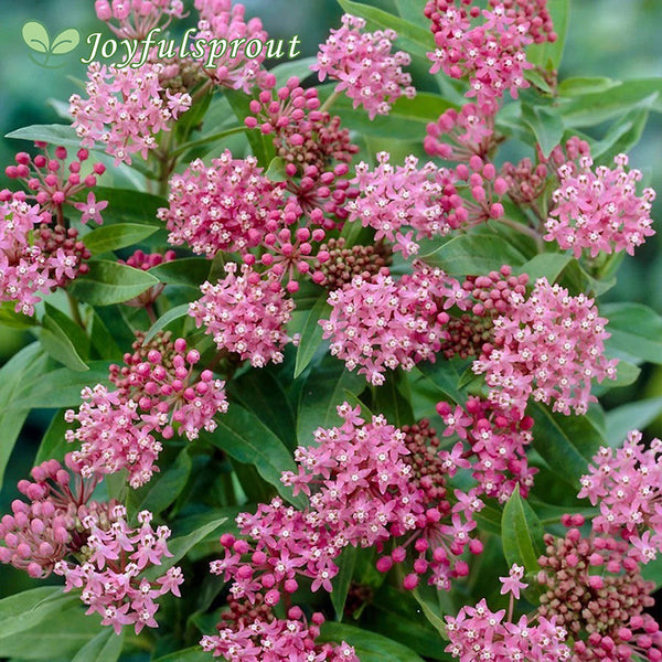 Asclepias 'Cinderella' Milkweed Seeds