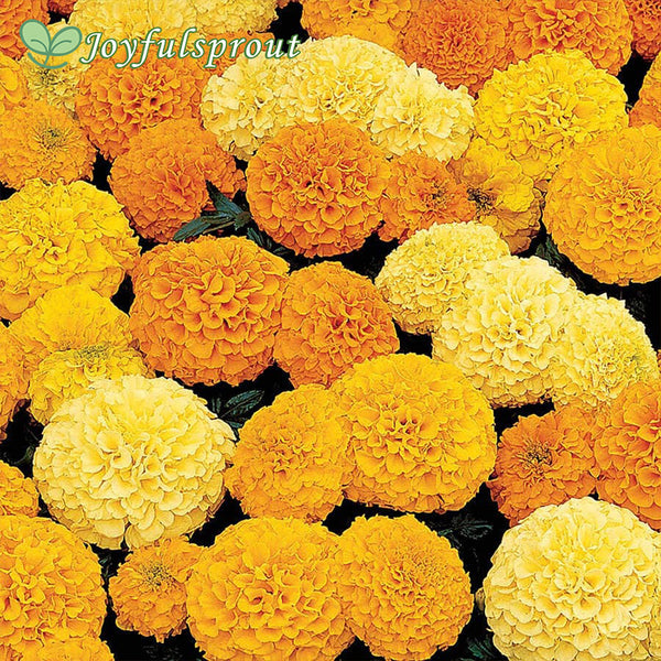 Inca II Mix Hybrid Marigold Seeds