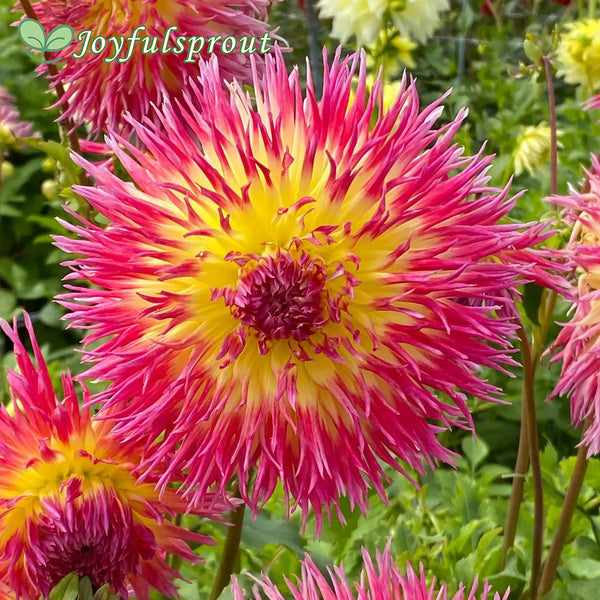 Dahlia Lindsay Michelle Fimbriata (Decorative x Semi Cactus) Dahlia Seeds