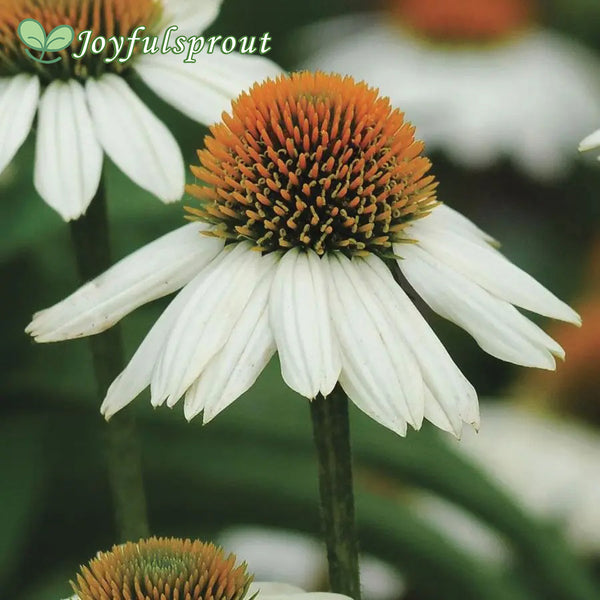 Echinacea 'PowWow White' Seeds