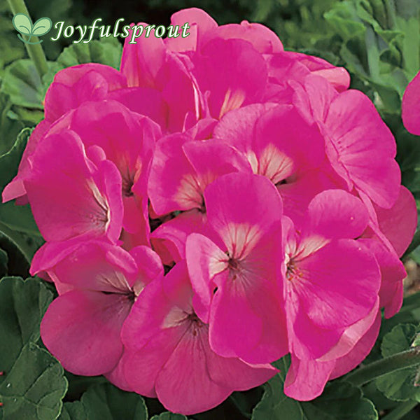 Maverick Pink Hybrid Geranium Seeds