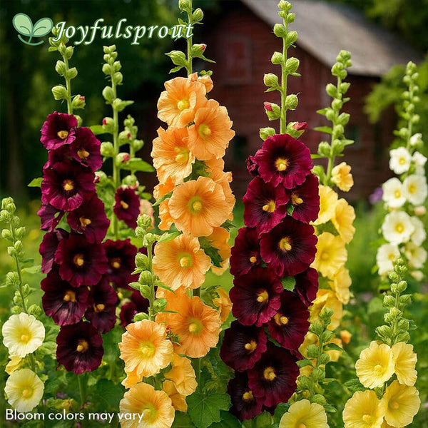 Old Barnyard Mix Hollyhock Seeds
