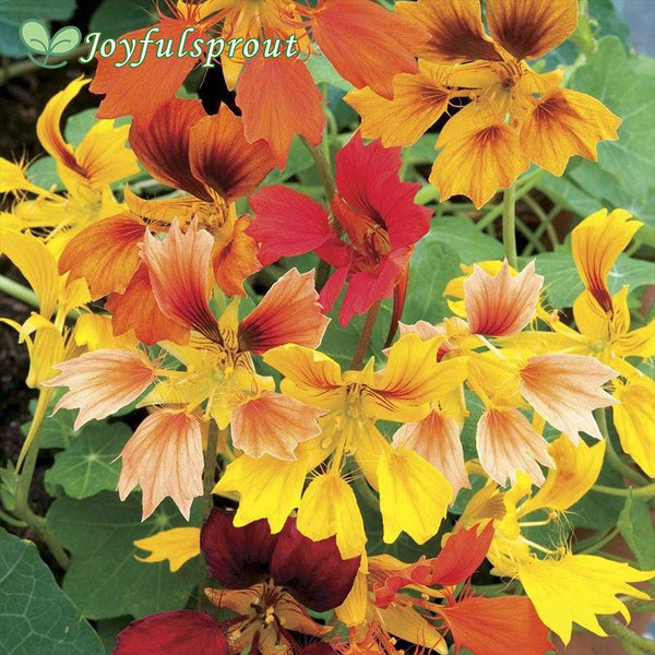 Phoenix Nasturtium Seeds