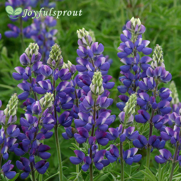 Lupine Seeds - Avalune Blue