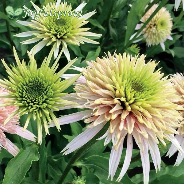 Echinacea Cone-fections 'Cherry Fluff' Seeds