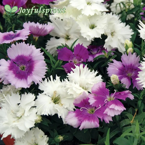 Diana Lavandina Mix Dianthus Seeds