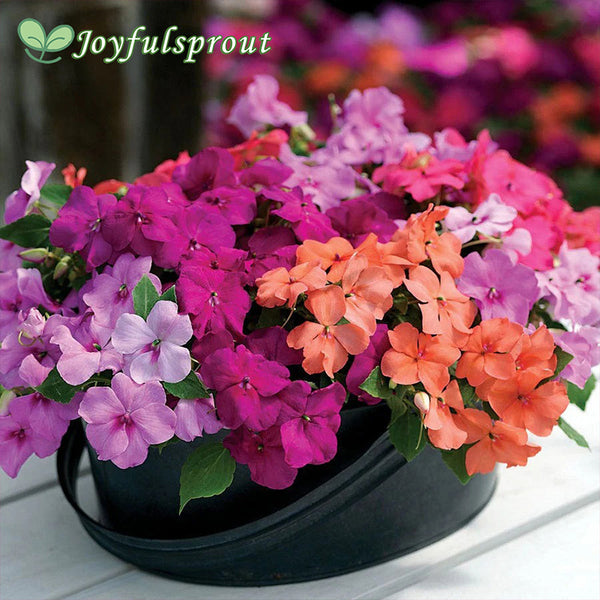 Xtreme Utopia Mix Impatiens Seeds