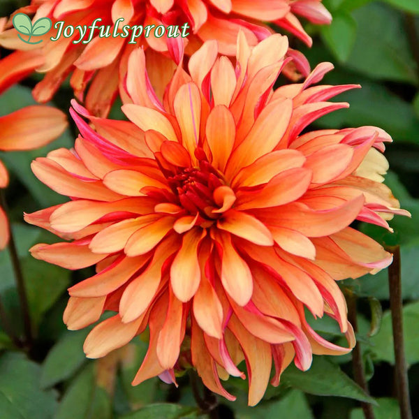 Dahlia Gallery Art Deco Decorative Dahlia Seeds