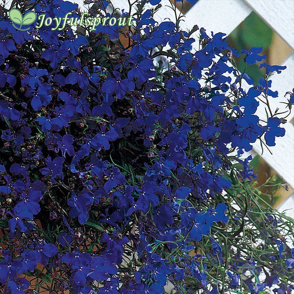 Regatta Midnight Blue Lobelia Seeds