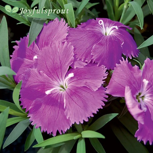 Diana Blueberry Dianthus Seeds
