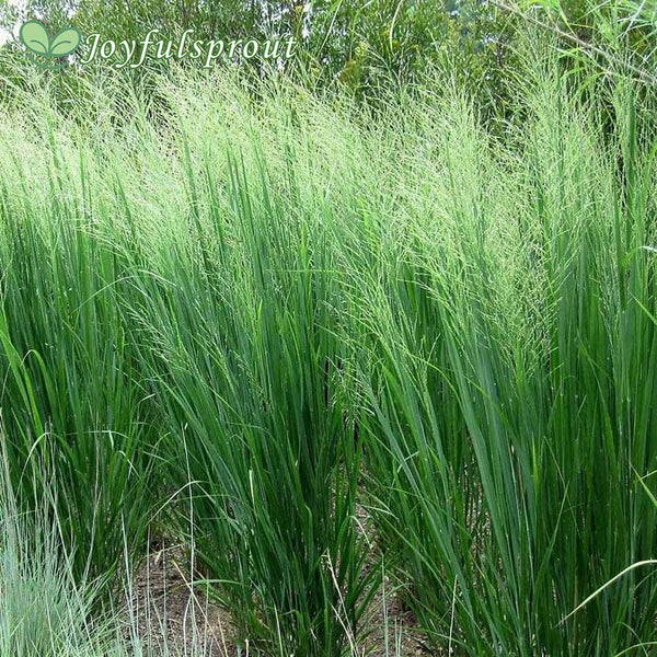 Panicum 'Northwind' Seeds