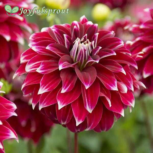 'Red Rock' Dahlia Seeds