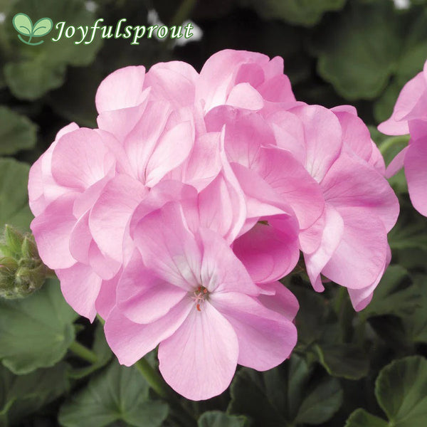 Pinto Premium Lavender Geranium Seeds