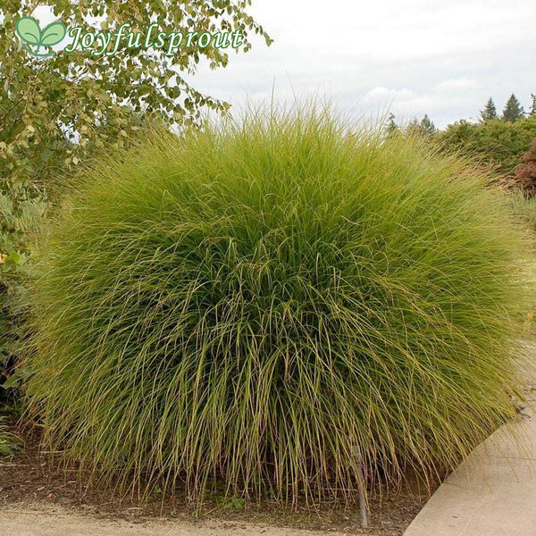 Miscanthus 'Gracillimus' Maiden Grass Seeds