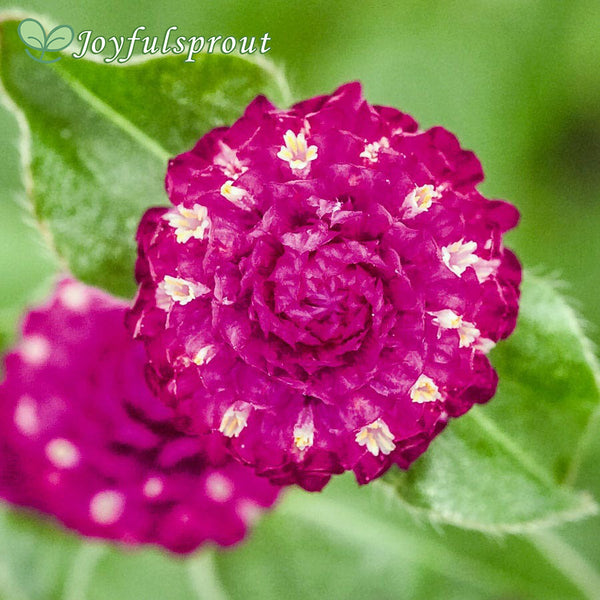 Las Vegas Purple Gomphrena Seeds