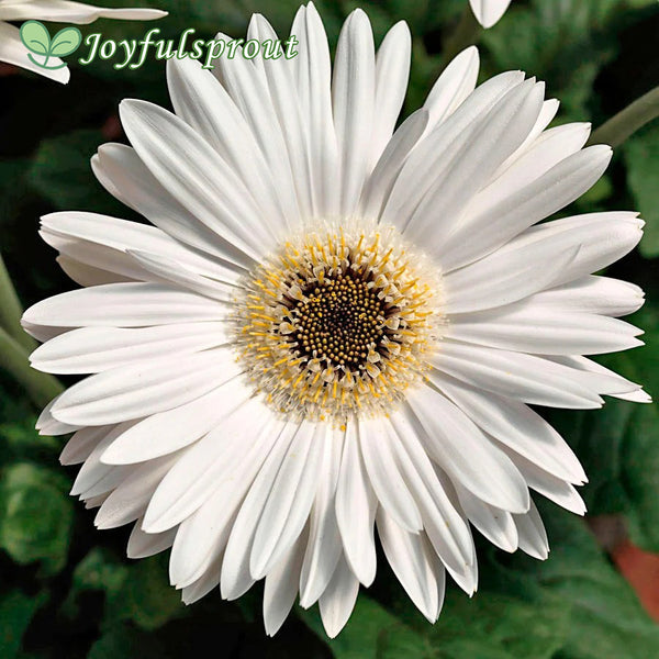Majorette Bright White Dark Eye Gerbera Seeds