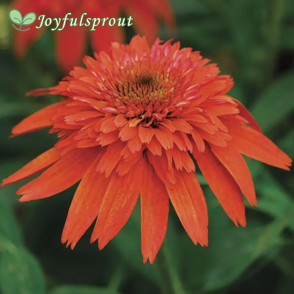 Echinacea Double Scoop Mandarin Seeds