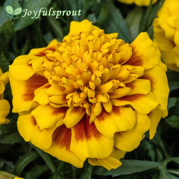 Super Hero Yellow Bee Marigold Seeds