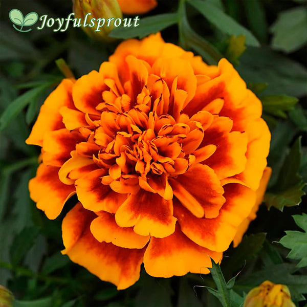 Bonanza Flame Marigold Seeds