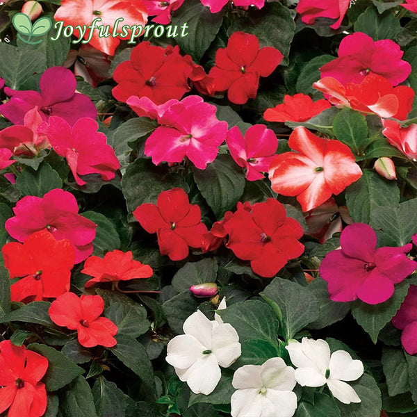 Imara XDR Mix Impatiens Seeds