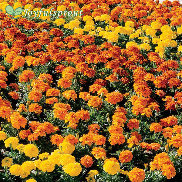 Bonanza Mix Marigold Seeds