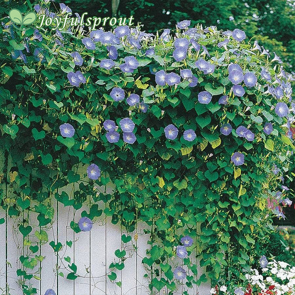'Heavenly Blue' Morning Glory Vine Seeds