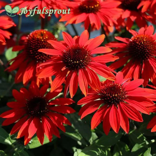 Echinacea Sombrero Sangrita Red Seeds