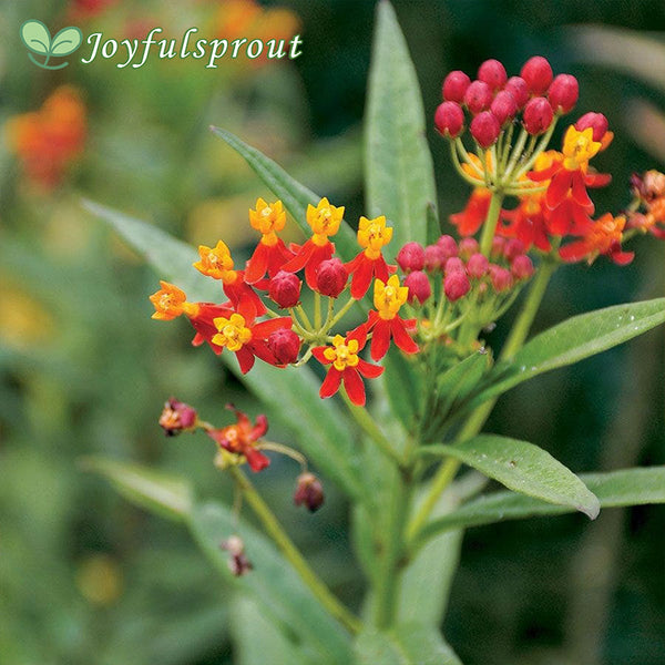 Tropical Butterfly Weed Seeds