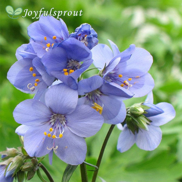 Brise d'Anjou Jacob's Ladder Seeds