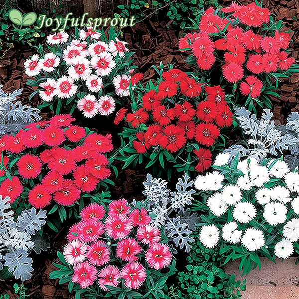 Carpet Mix Dianthus Seeds
