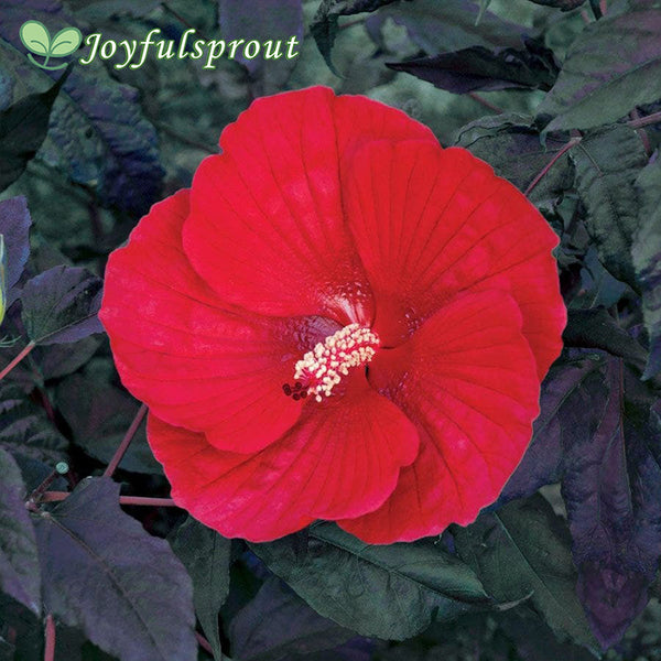 Hibiscus 'Midnight Marvel' Rose Mallow Seeds
