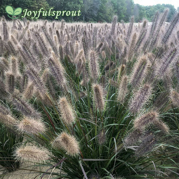 Pennisetum 'Puppy Love' Seeds
