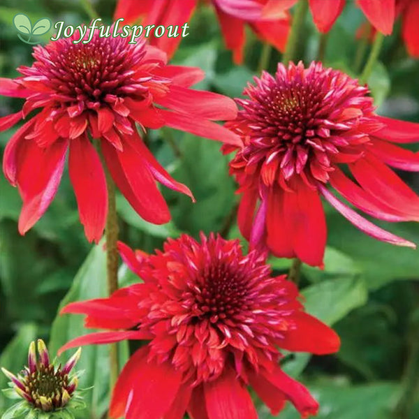 Echinacea 'Eccentric' Seeds