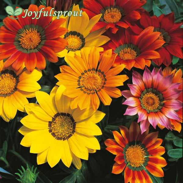 New Day Mix Hybrid Gazania Seeds