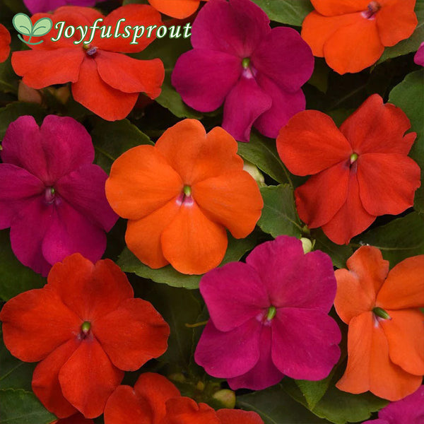 Beacon Sanibel Mixture Hybrid Impatiens Seeds