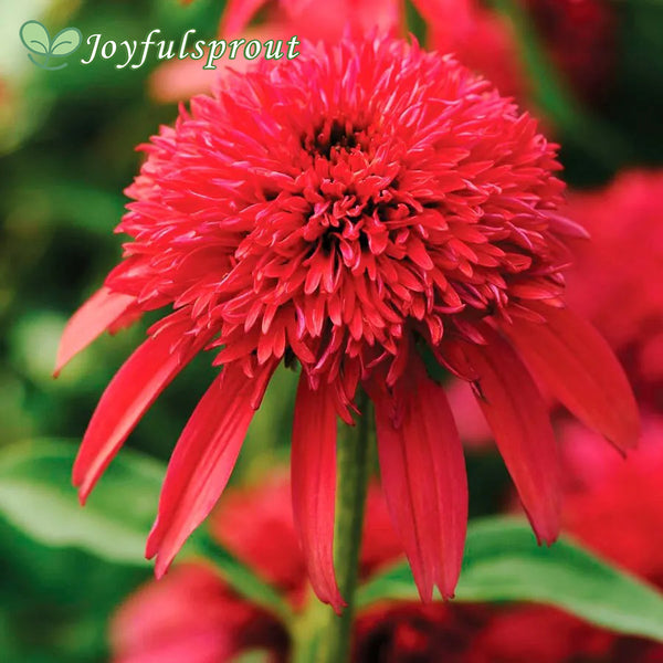 Echinacea Double Scoop Cranberry Seeds