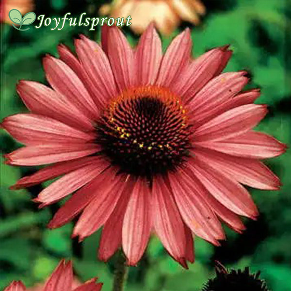 'Magnus' Coneflower Seeds