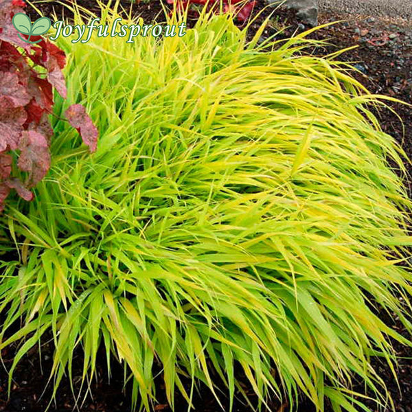 Hakonechloa 'All Gold' Seeds