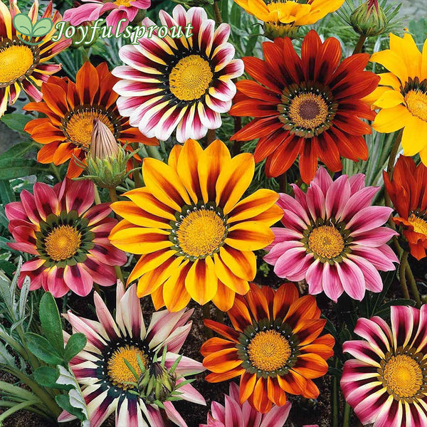 Sunshine Mix Gazania Seeds