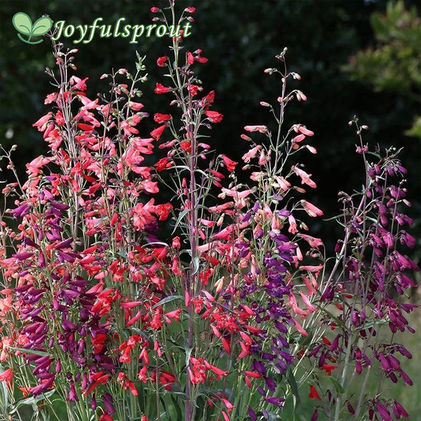 Twizzle Mix Penstemon Seeds