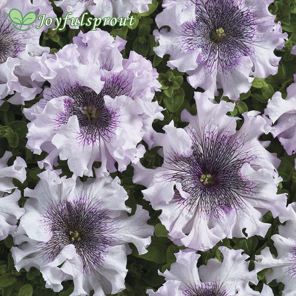 Superbissima Giant Alba Petunia Seeds