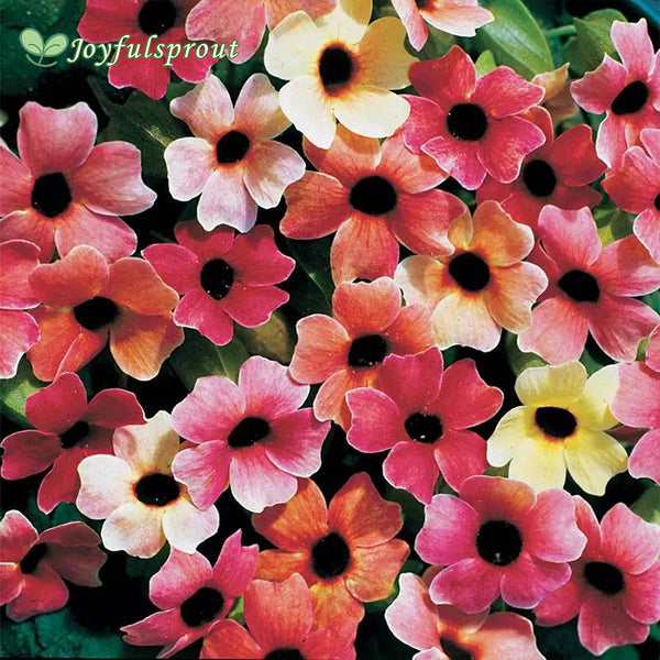 'Blushing Susie' Black-Eyed Susan Vine Seeds